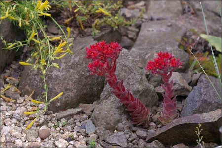 Sedum sempervivoides.